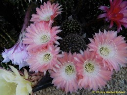 Echinopsis Hybride 005